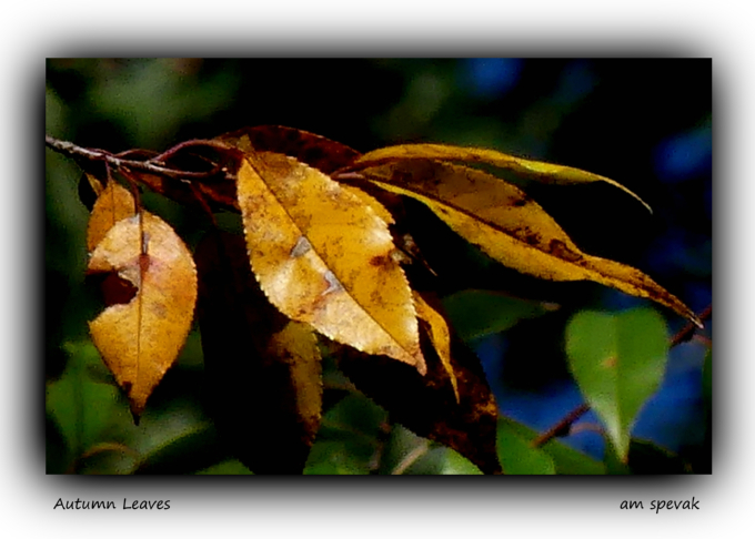 ./fall_leaves_3_1791171498552