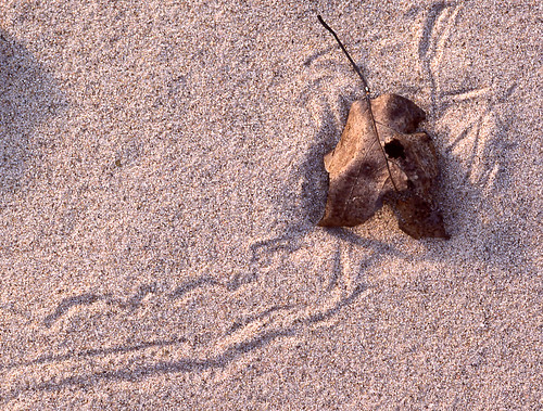 ./leaf_writing_1790049981472