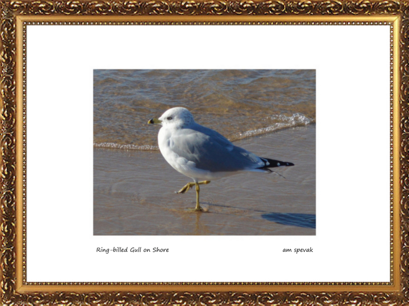 ./ringbilled_gull_on_shore_1790717906138